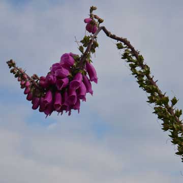 foxglove