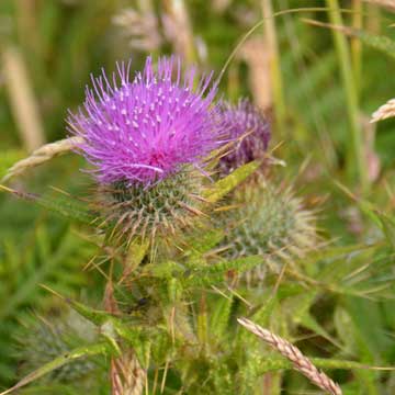 thistle