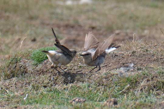 wheatear