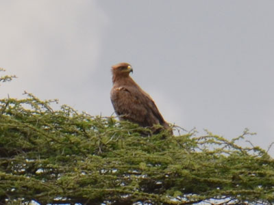 tawny eagle