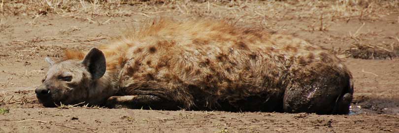 hyena
