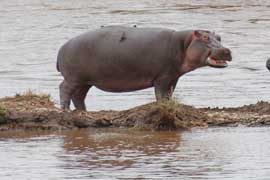 hippo