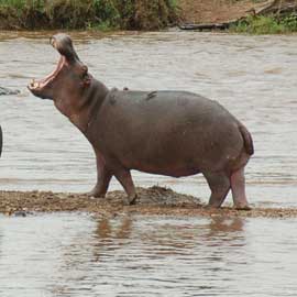 hippo