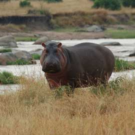hippo