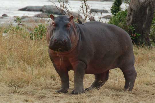 hippo