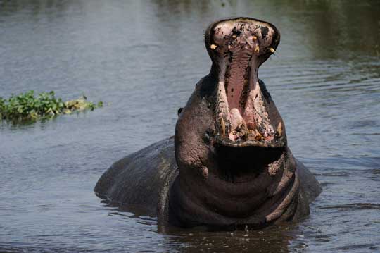 hippo