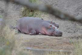 hippo