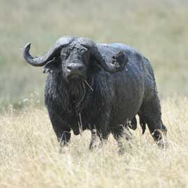 buffalo