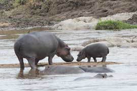 hippo
