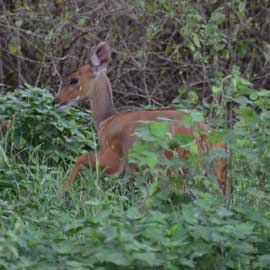 bushbuck