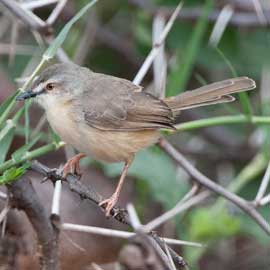 prinia