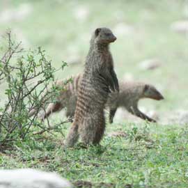 mongoose
