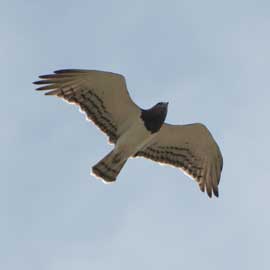 snake eagle