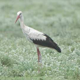 stork