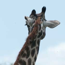 giraffe