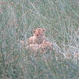 lion cubs
