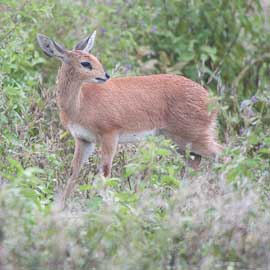 steenbok