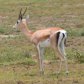 grants gazelle