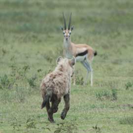 hyena and gazelle