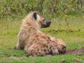 spotted hyena