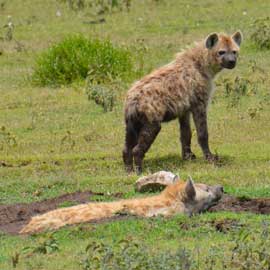 spotted hyena