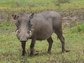 warthog
