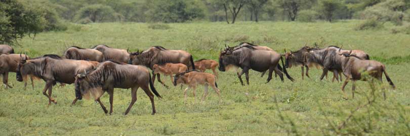 wildebeest