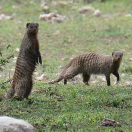 mongoose