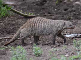 mongoose