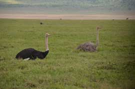 ostrich