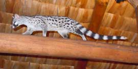genet