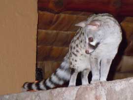 genet