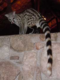 genet