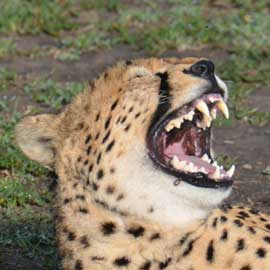 cheetah
