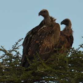 vulture