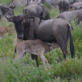 wildebeest