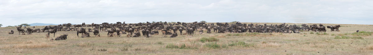 wildebeest