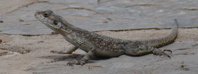 agama lizard