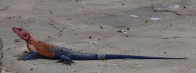agama lizard