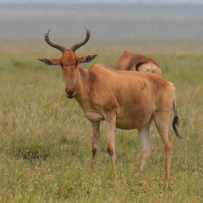 hartebeest