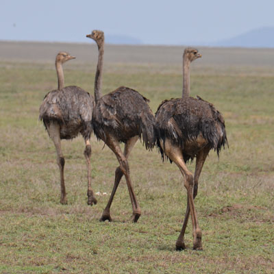 ostrich