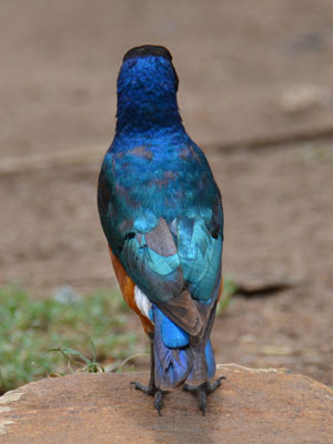 superb starling