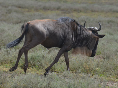 wildebeest