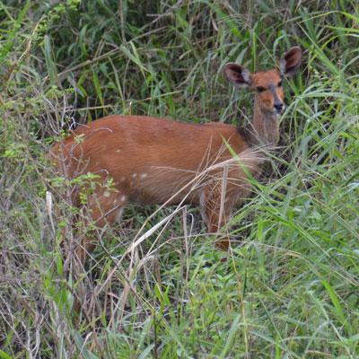 bushbuck
