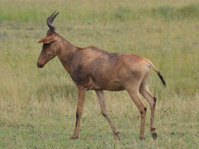 hartebeest