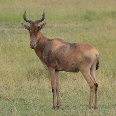 hartebeest