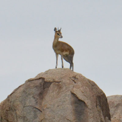 klipspringer
