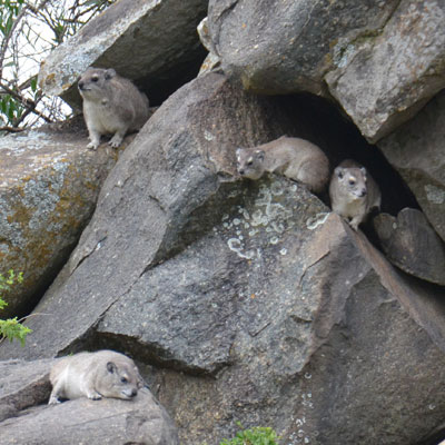 rock hyrax