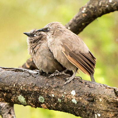 babbler