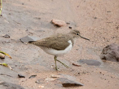 sandpiper